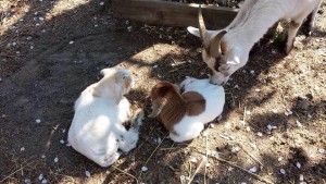 0bgoats