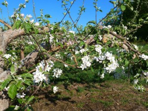2015 bloom blue sky