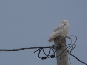 2015 march owl