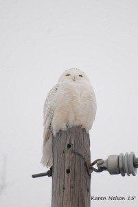 dads owl