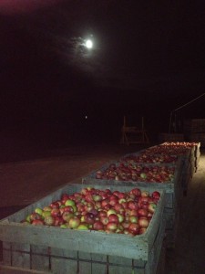 harvest