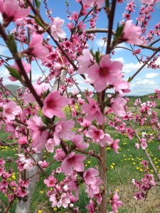 peach blooms